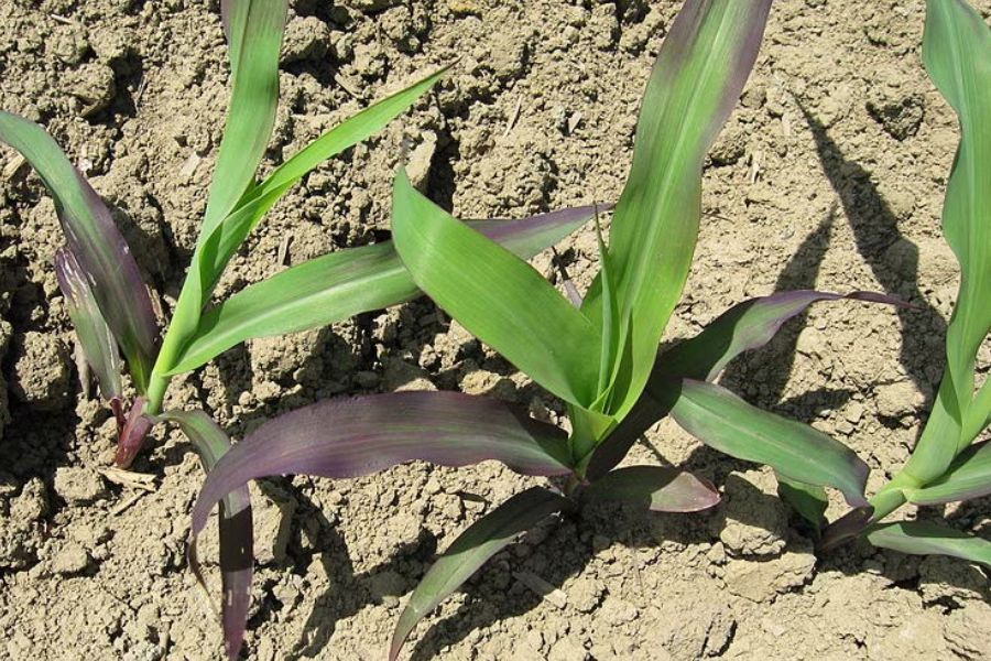 Signs of Phosphorus Deficiency in Plants