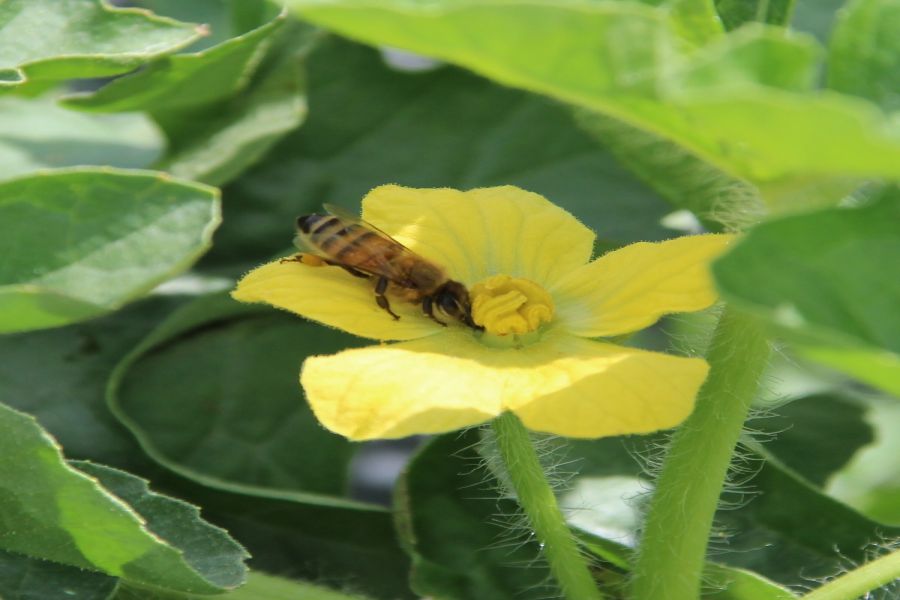 Interesting Facts About Pollination in Watermelon !