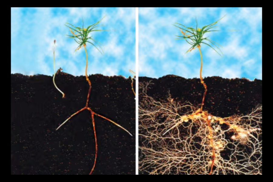 How Mycorrhiza Works ?