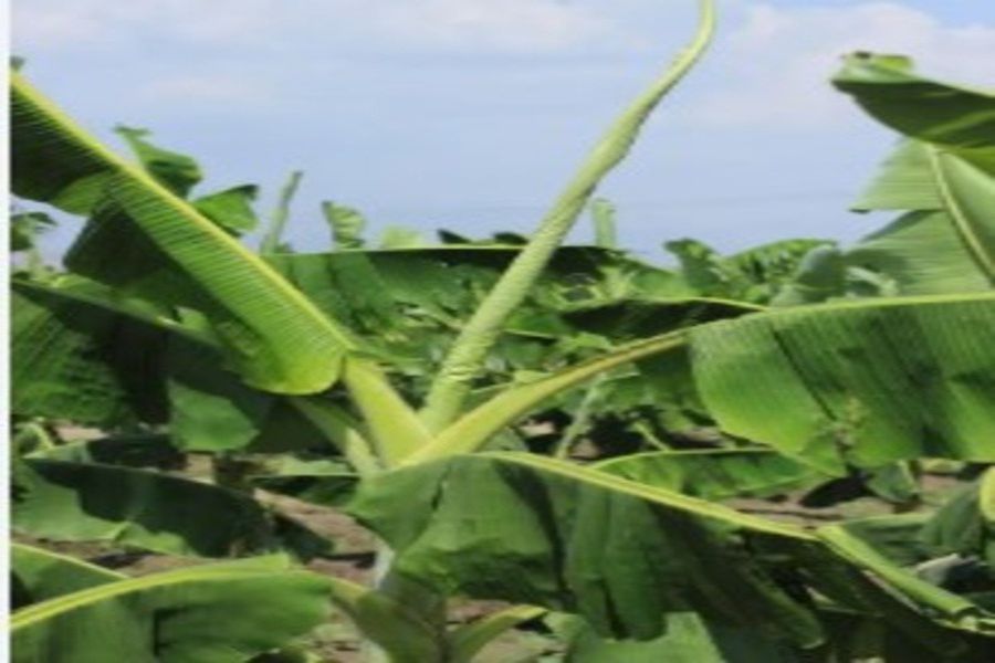 Calcium and Boron Deficiency in Banana Plants 