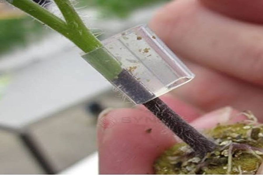 Tomato Grafting onto Brinjal (Eggplant) Plants         