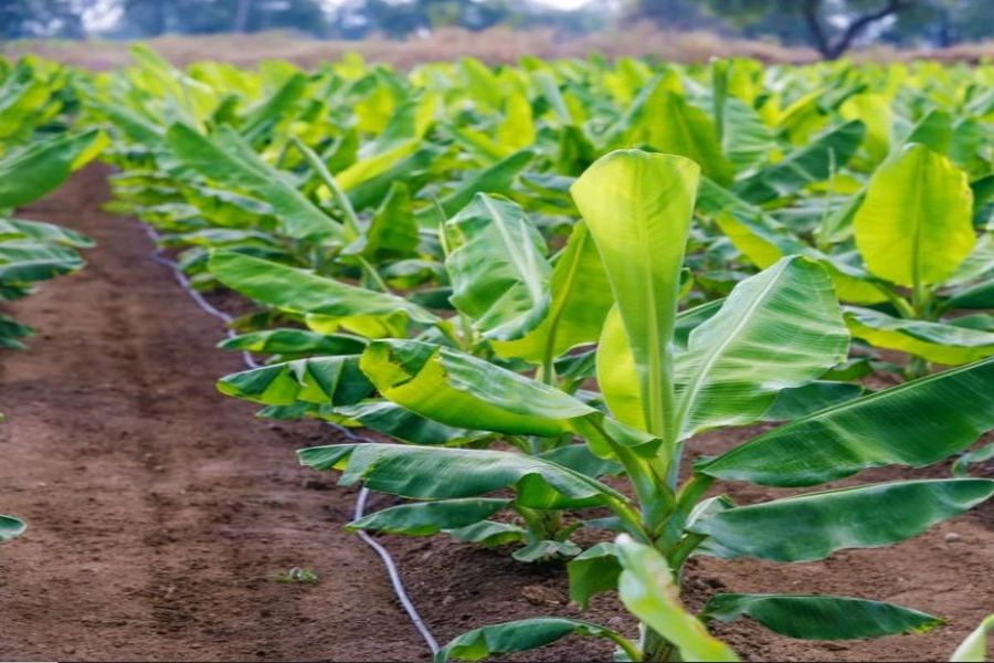 How Cold Temperatures Affect Nutrient Absorption in Banana Plants