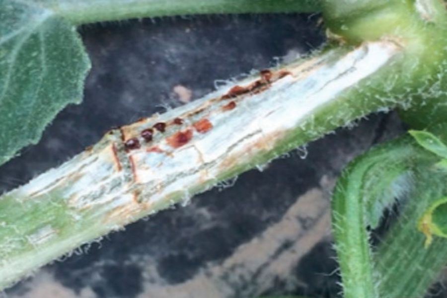 Gummy Stem Blight in Watermelon: Causes, Symptoms, and Control Methods