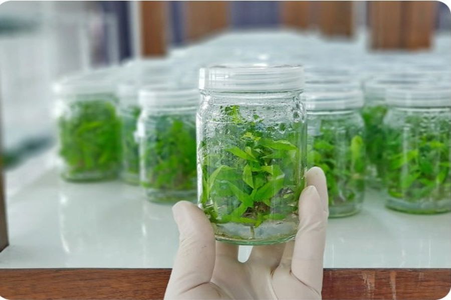 What is Tissue Culture?