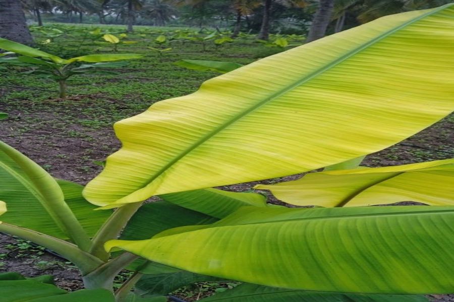 Iron Deficiency in Banana Plants: Causes, Symptoms, and Solutions