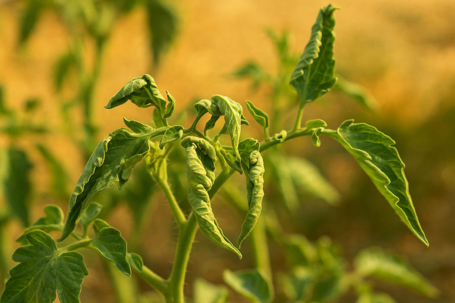 Why Tomato Leaves Curl Upwards in Summer : Causes and Solutions