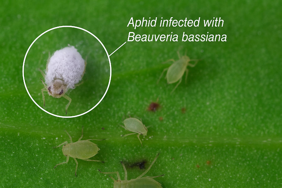 Beauveria bassiana: A Natural Warrior Against Crop Pests