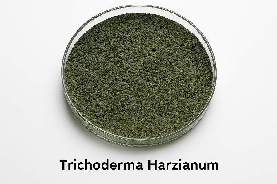 Trichoderma harzianum – एक प्रभावशाली बायो-फंगीसाइड