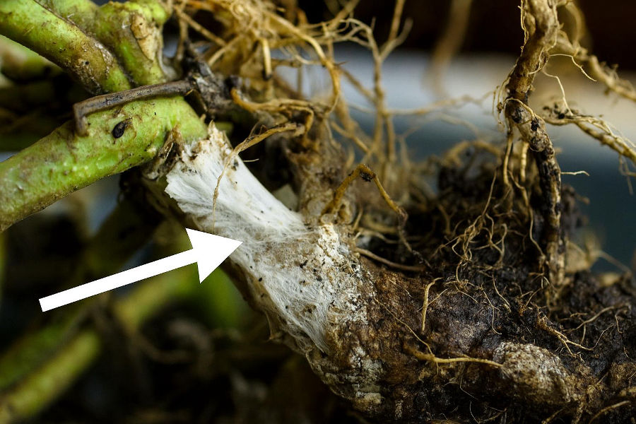 Beware of Sclerotium Fungus in Tomato Fields