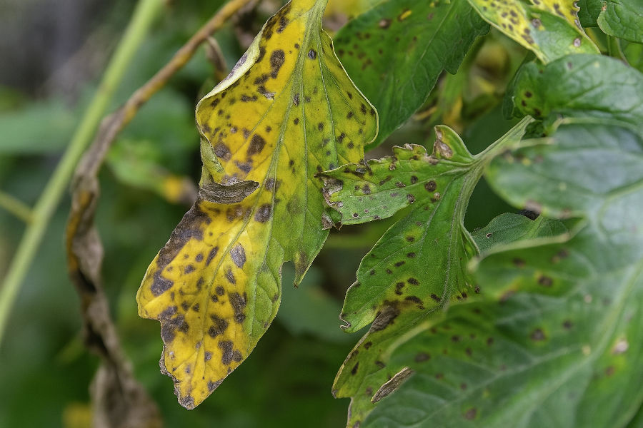 Early Blight Control in Tomato: Symptoms, Causes, and Complete Management
