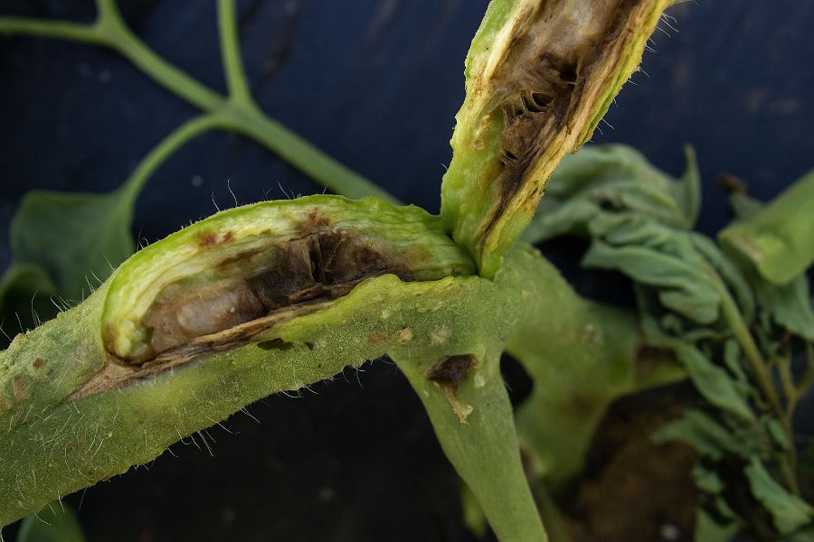 Pith Necrosis in Tomato – Causes, Symptoms & Management