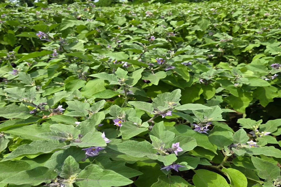 वांग्याच्या पिकात फुलांची संख्या कशी वाढवावी ?