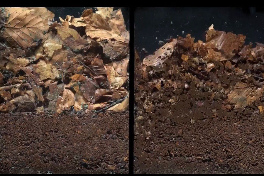 Soil Without Life vs Living Soil