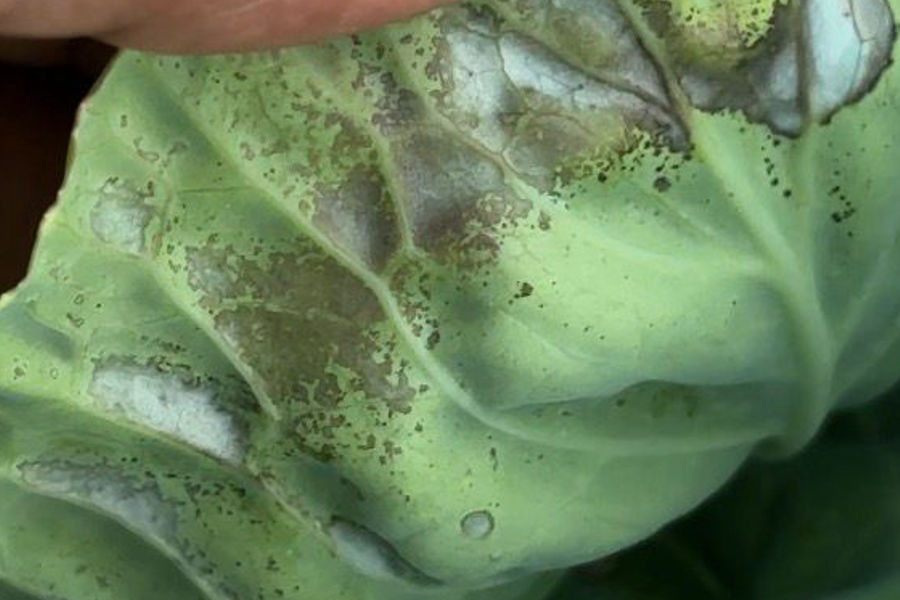 What is Scorching in Crops ?