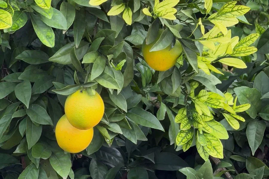 संत्र्यातील झिंकची कमतरता : कारणे, लक्षणे आणि उपाय