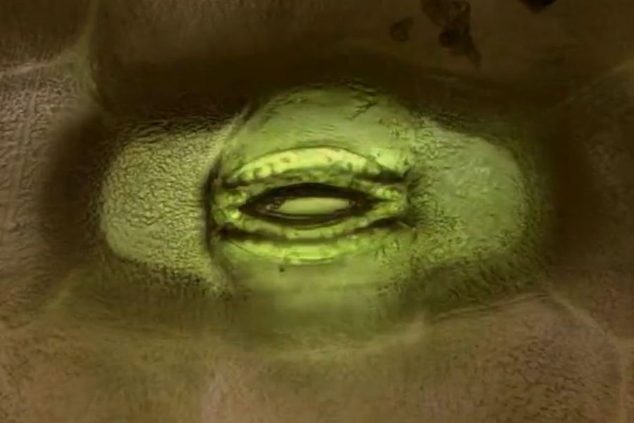  Stomata – The Importance of Plant Breathing Pores and the Right Time for Spraying