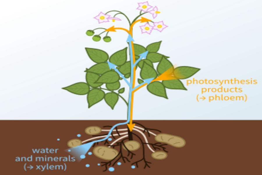 पिकाचे खोड – पिकाचा कणा, वाहक आणि आधारस्तंभ