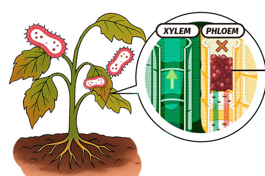 झायलेम (Xylem) : पिकाच्या शरीरातील जीवनवाहक कणा