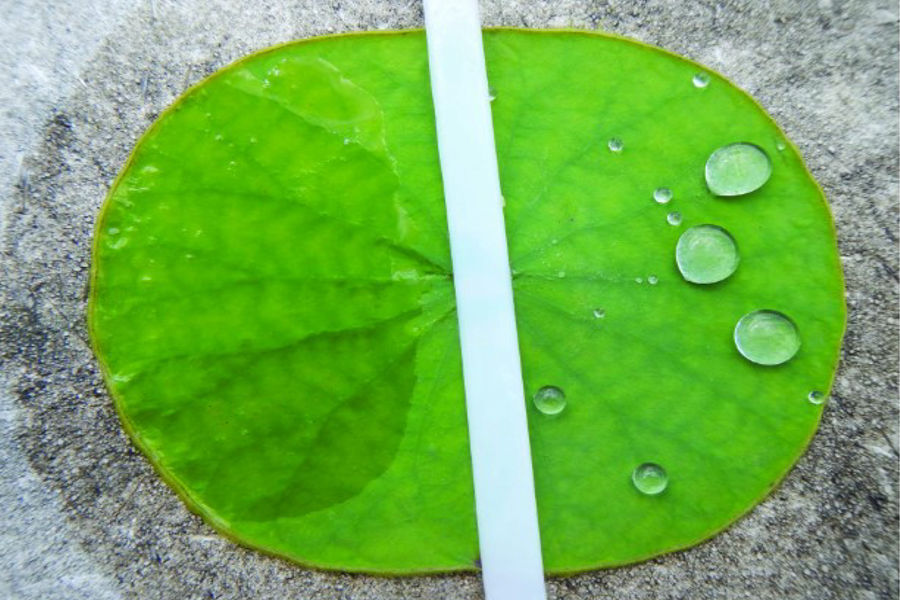 How to Choose the Right Adjuvant for Agricultural Spraying ?